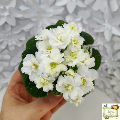 Adirondack Moon (S. Sorano) (детка)