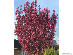 Вишня Роял Бургунди - Royal Burgundy