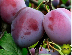 СЛИВА ДОМАШНЯЯ "Этюд" (ср-ран., очень вкусная) (САЖЕНЕЦ 3 ГОДА)