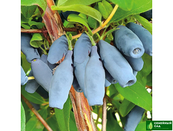 Жимолость "Лавина"