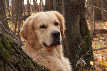 sir TRAMIN RIESLING /Дизель/, голден ретривер - отец помета В-2025 г.