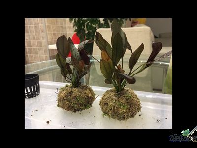 Кочка питательная Ваби-Куса