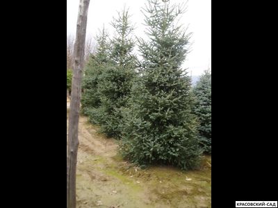 Пихта испанская Глаука