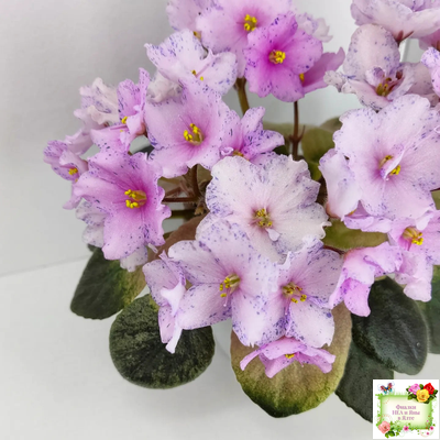 Н-Барышня (Н. Бердникова)