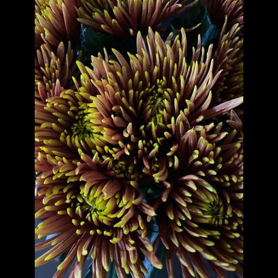 Хризантема одноголовая 9 шт