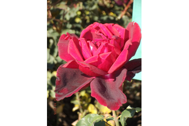 Октябрина (чайно-гибридная). Селекция НБС