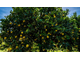 Лимон (Citrus limon) Индия 5 мл - 100% натуральное эфирное масло
