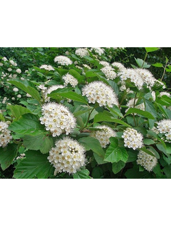 пузыреплодник калинолистный видовой