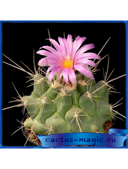 Thelocactus freudenbergeri RS 350