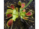 Dionaea muscipula Korrigan