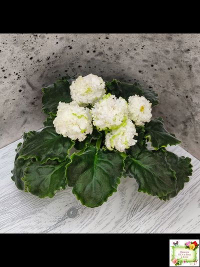 ЕК-Изумрудные Розы (Е.Коршунова) 2018 г.