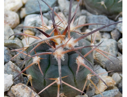 Gymnocalycium bruchii v. niveum VG 536
