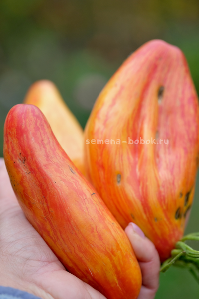 Томат Желтый Тюльпан, 5 шт