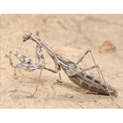 Боливария короткокрылая (Bolivaria brachyptera)