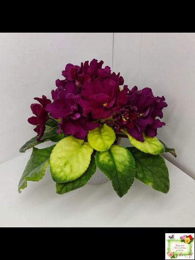 ЕК-Бой Быков Голд (Е. Коршунова) 2014 г.