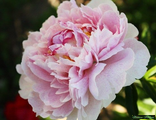 Paeonia Aza Gray