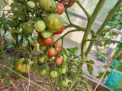 Томат Мультифлора Гигант (Giant multiflora, Multiflora Long Keeper)