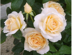 Лионс розе (Lions Rose), Kordes