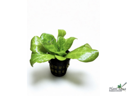 Самолус парвифлорус (Samolus parviflorus) в магазине ПлантАква