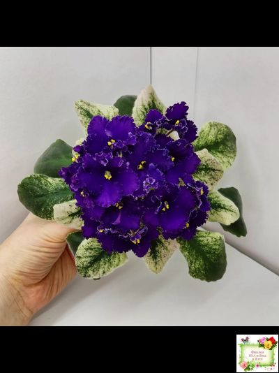 ЛЕ-Константин (Е. Лебецкая) 2019 г.