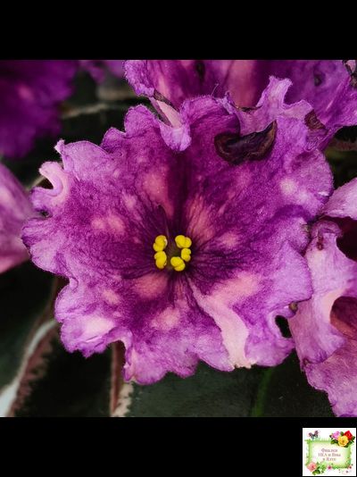 Nik-Кони в Яблоко  (Н. Булко) 2022 г. (пестролистный лонг)