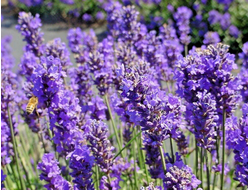 Гидролат Лаванда горная (Lavandula angustifolia Vera) цветущие побеги 100 мл