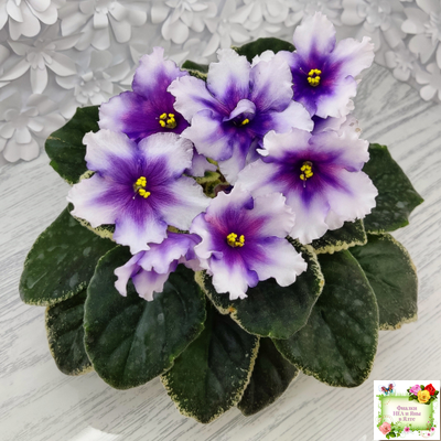 РС-Успех (С.Репкина) 2019 г.