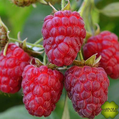 МАЛИНА "КОРОЛЕВСКИЙ ПИНГВИН" (СЛАДКАЯ, ремонтантная)