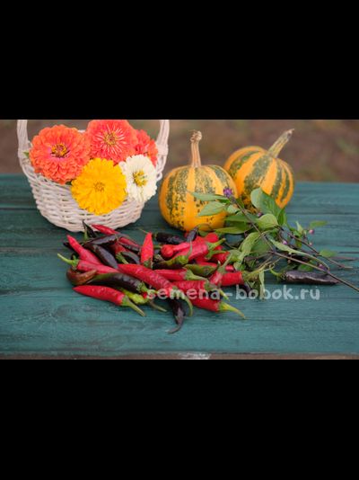 Перец сладкий Мурасаки Тогараши Ямато, 10 шт