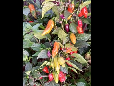 Перец острый  Naga Smooky Rainbow