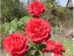 Артур Тосканини (Arturo Toscanini), Meilland