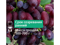 Тип Изюминки