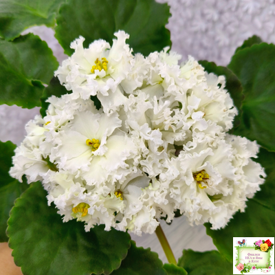 АВ-Легенда о Золотой Луне (Фиалковод) 2023 г.