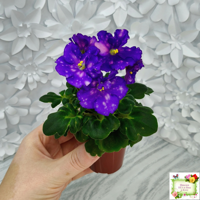 ДВ-Мегавольт (Д. Лягина) 2023 г. (гёрл-листва)