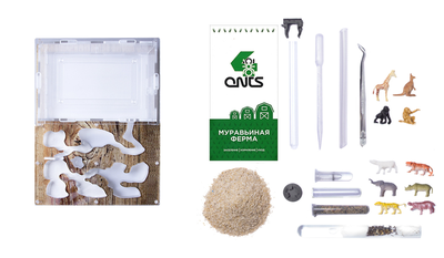 Формикарий комплект Antrum L дерево + колония Messor Structor