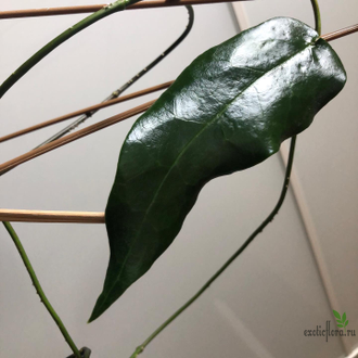 Hoya cv. Kaimuki