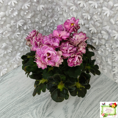 АВ-Шиповник (Фиалковод) 2021 г. (лист посажен 26.01.26)