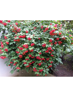 Калина обыкновенная "Ноткат'с вэраети", С5