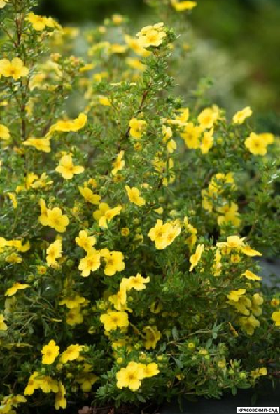 Лапчатка кустарниковая Кэтрин Дьюкс