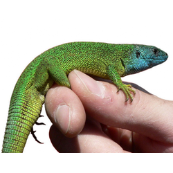 Зеленая ящерица (Lacerta viridis)