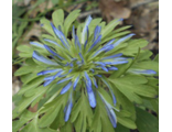 Anemone blanda Синие Перышки