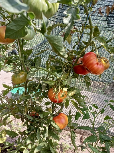 Томат Олимпийский огонь