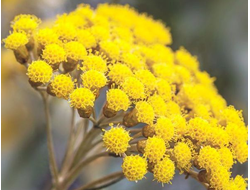 Гидролат Бессмертник Helichrysum arenarium (цветы) 100 мл