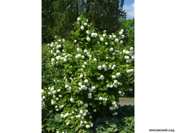 Калина Обыкновенная Розеум - фото растения - красовский-сад.рф