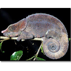 Хамелеон Мальта (Calumma malthe)