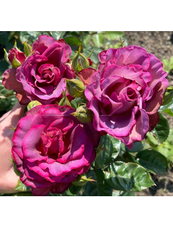 Блаувестад (Blauwestad)