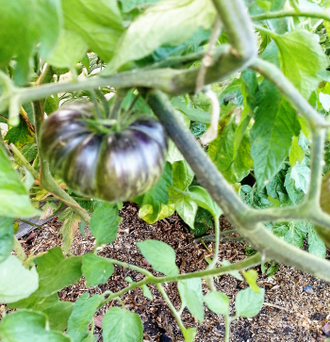 Семена томата Блаженство / *нов 2025