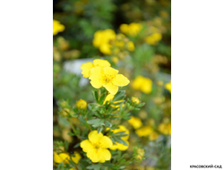 Лапчатка кустарниковая Соммерфлор Купить Саженцы в Москве