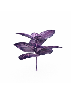 рассада Базилик basil 2