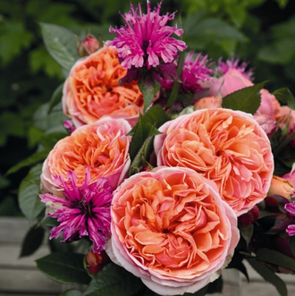 Чиппендейл